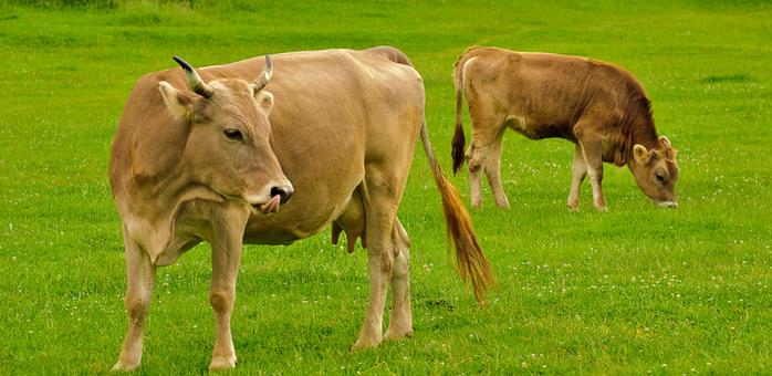 屠宰一頭牛產生多少廢水？